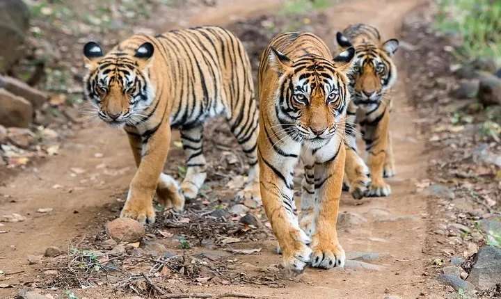 2-Day Ranthambore Safari with Sunrise view of Taj Mahal