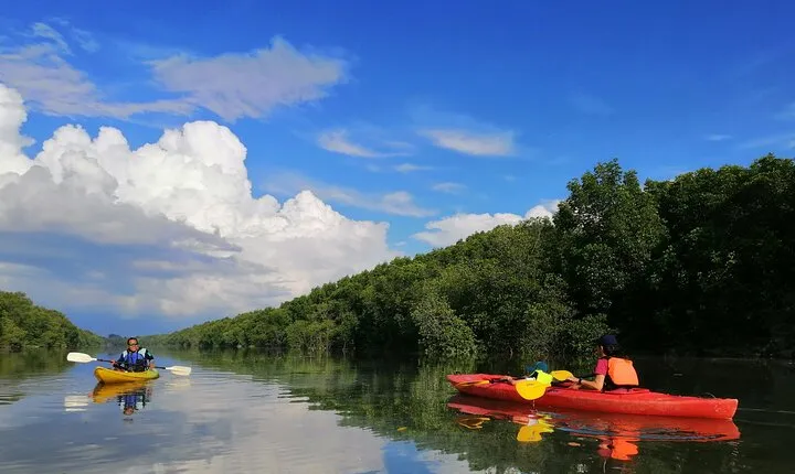 River Exploration and Mangrove Nature Tour by kayaking