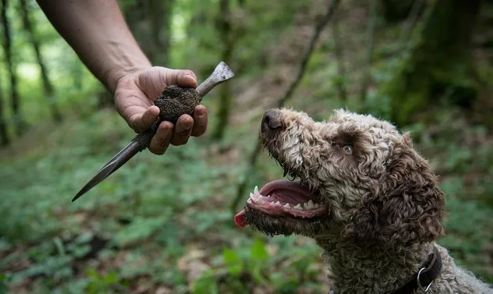 Discovery of the world of Truffles and tasting