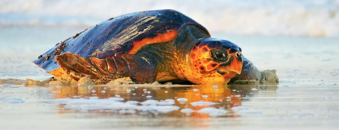 Adults-only turtle watching