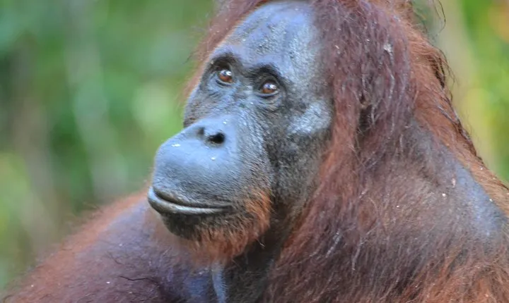 5 Days Truly Orangutan Tanjung Puting Wildlife & Dayak Arut