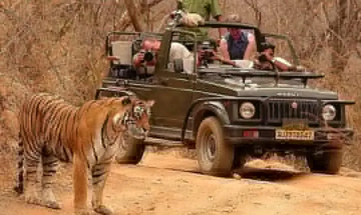 Private Tour: 2-Day Ranthambore National Park from Jaipur