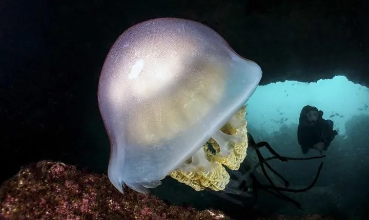 Try diving, breathing underwater Lisbon region