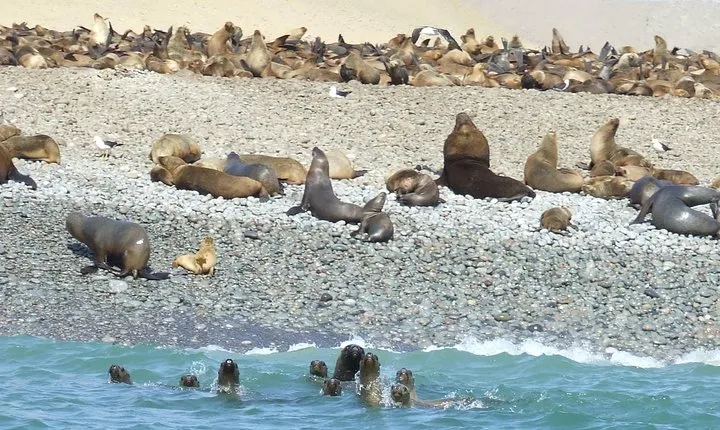 Paracas Full Day: Islas Ballestas, National Park and Sandboarding in Paracas