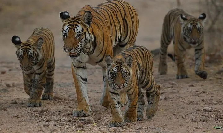 Private 4 Days Ranthambore National Park Safari Tour with Taj Mahal