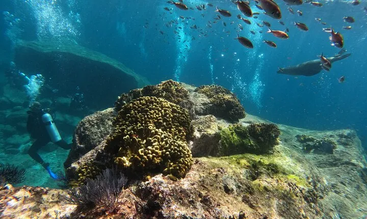 MOST POPULAR TOUR IN LA PAZ! Swim with Sea Lions Private Boat