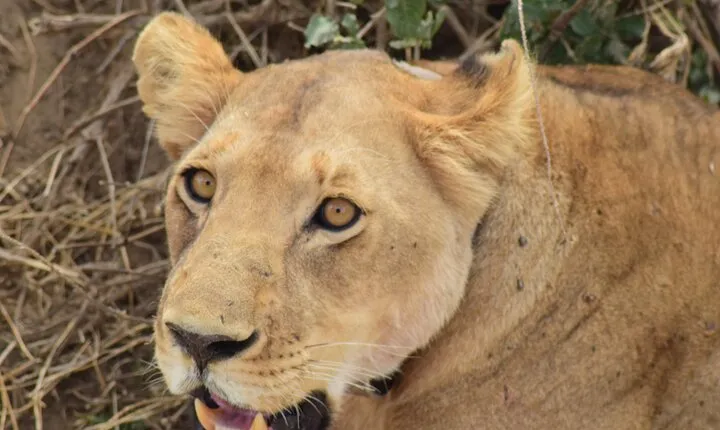 The Best 4 Days Serengeti & Ngorongoro Private Mid-range Safari