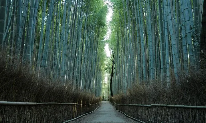 Kyoto Arashiyama Bamboo Forest Hiking Tour（Hidden Temples）