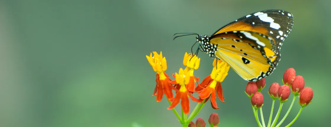 Mariposario Benalmadena butterfly park