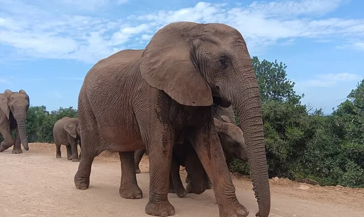 Addo Elephant National Park and Kragga Kamma Game Park Combo.