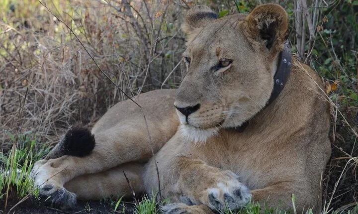 4-Day QENP, Gorillas in Bwindi and Lake Bunyonyi relaxation