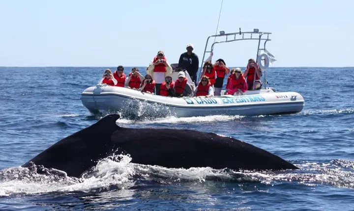 Zodiac Whale-Watching Adventure in Los Cabos