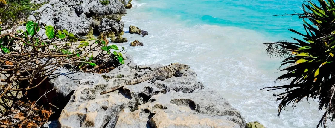 Tulum Discovery Tour from Cancun and Riviera Maya