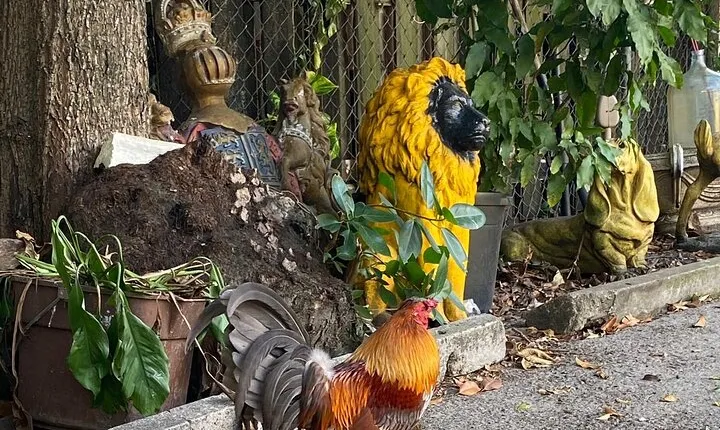 Little Havana Walking Tour for History Buffs