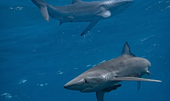 Shark Guided Diving Los Cabos