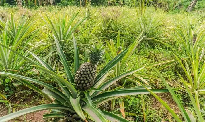 Zanzibar: Walking Spice Tour with Guide