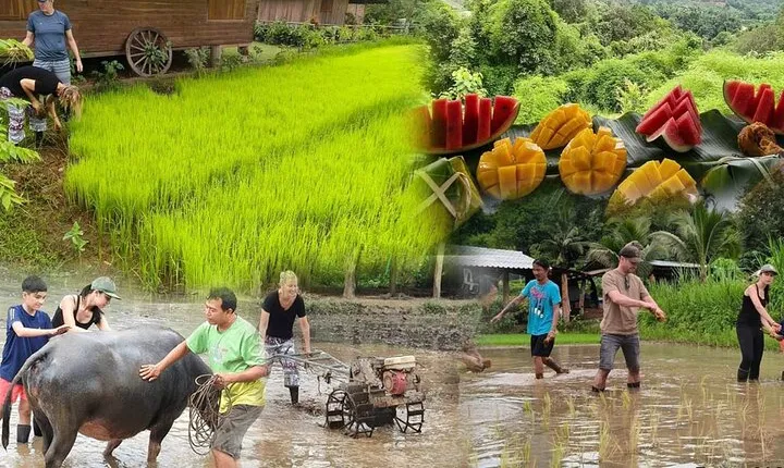  Chiang Mai Half Day Rice Planting and Cultural Experience