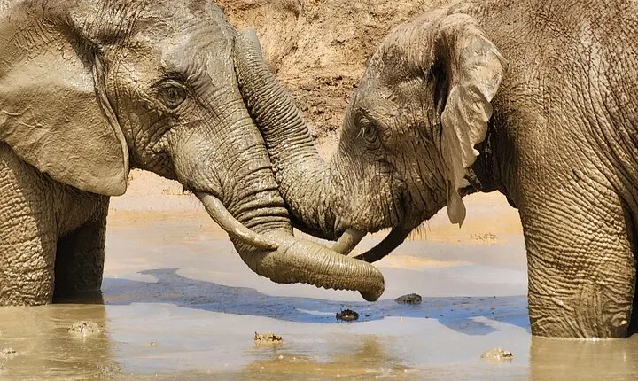Full Day Addo Park Tours and Safari in South Africa