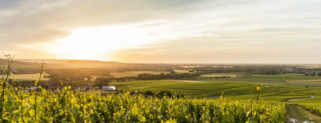 Champagne day trip from Paris with tasting