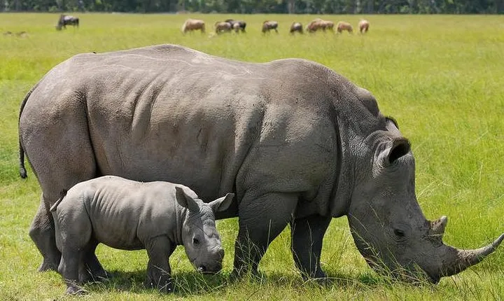 Nairobi National Park Game Drive With free Pick Up