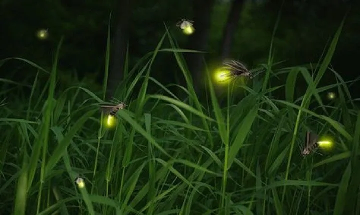 Private Tour Kuala Selangor Fireflies include Seafood Dinner *25*