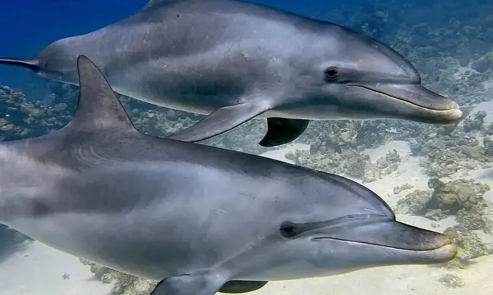 ViP Full Day Swimming With Dolphin Sea Trip With Lunch - Hurghada