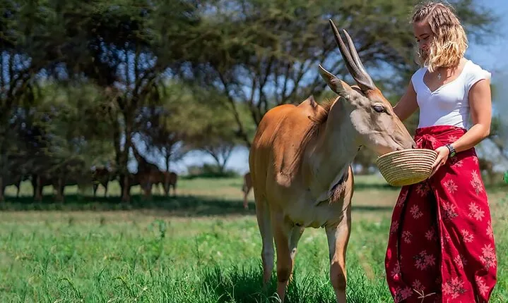 Serval wildlife ,Materuni waterfall and coffee tour