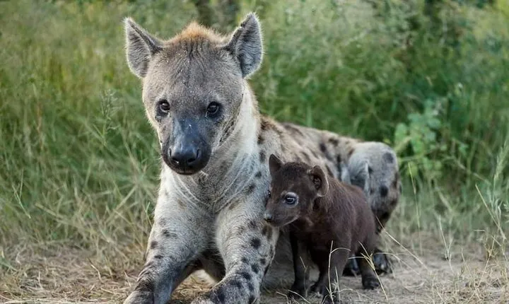2 Day Group Safari – Midrange Lodge Tarangire & Ngorongoro Crater