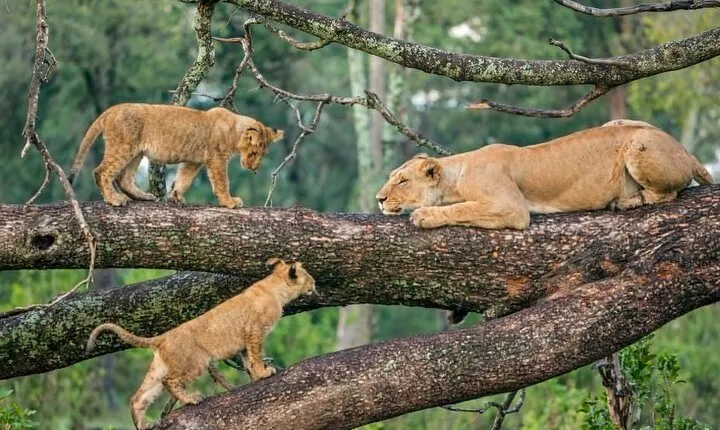 6 Days Luxury Tanzania Lodge Safari