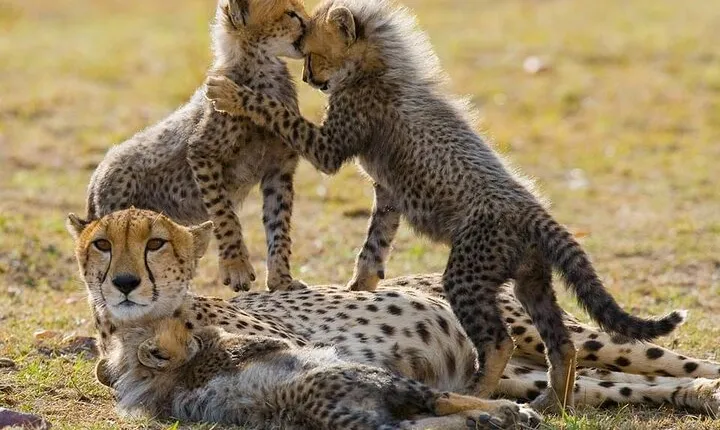 5 Days Safari Adventure in Tanzania