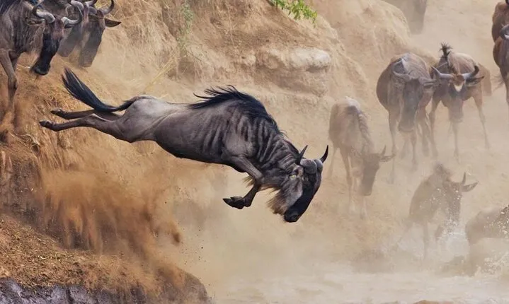5 Days Tour at East Africa Safari Lake Nakuru and Lake Naivasha