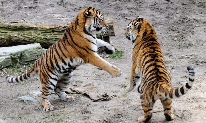 8 Days Golden Triangle Tour with Ranthambore Tiger Tour