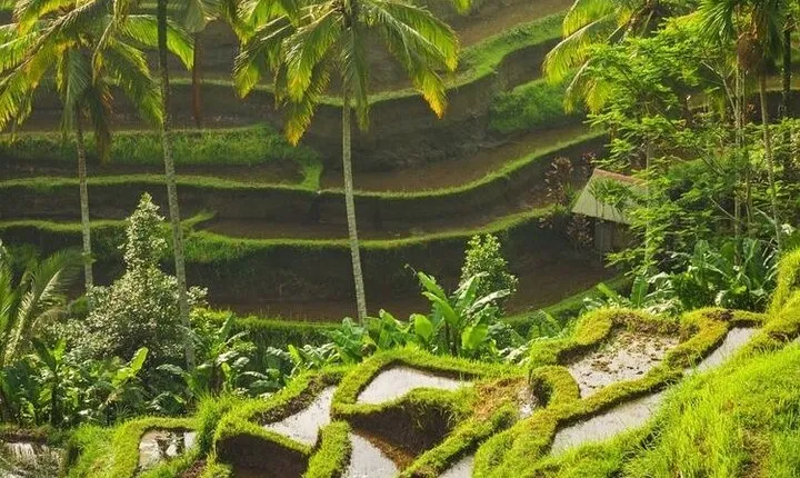 Full-Day Private and Guided Tour Around Ubud