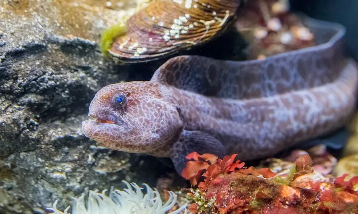Aquarium of the Bay VIP Experience