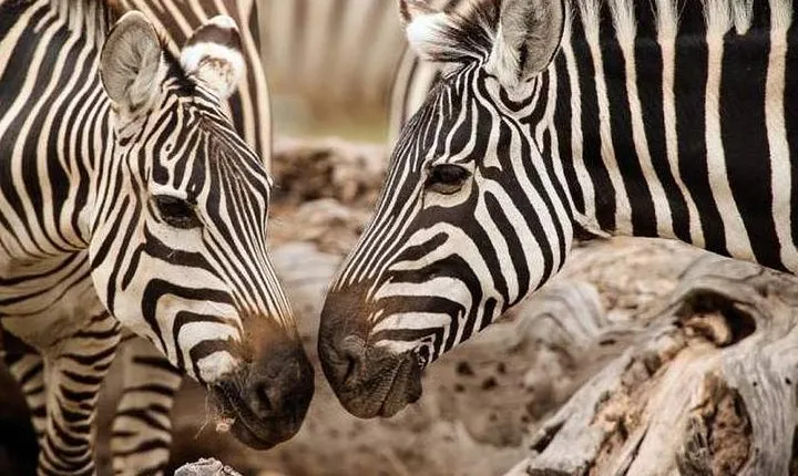 6-Day Amboseli NP, L Nakuru NP, Masai Mara Budget Safari