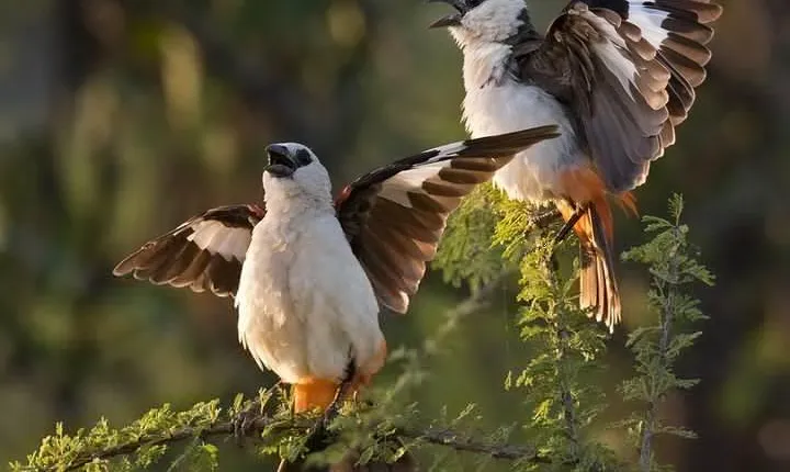 4 Days Private Migration Midrange Safari