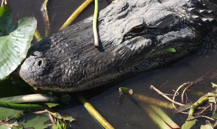 Everglades Day Safari from Miami