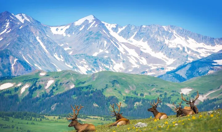 Private Birding Hike in Rocky Mountain National Park