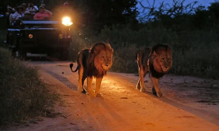 Night Game Drive and Bush Dinner from Victoria Falls