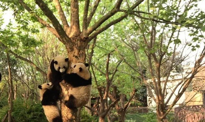 Chengdu Panda Tour with Flexible Afternoon Sightseeing