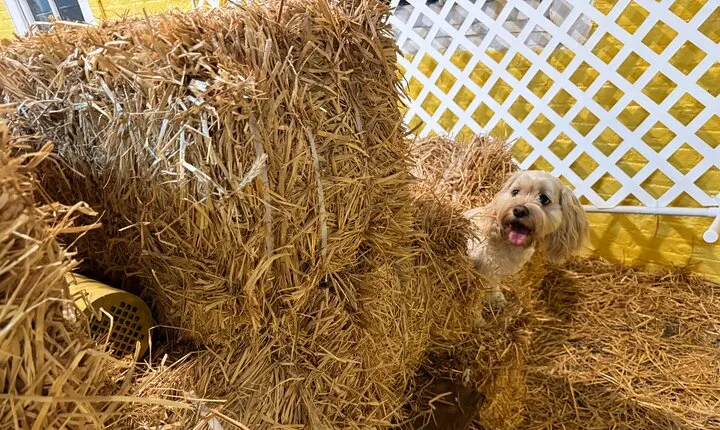 Hide & Seek Skills for Dogs at the Hay filled New York City Barn