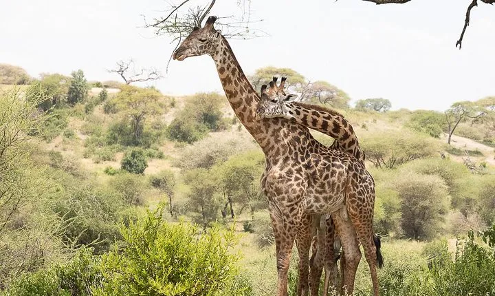 Day 1 Arusha – Lake Manyara National Park