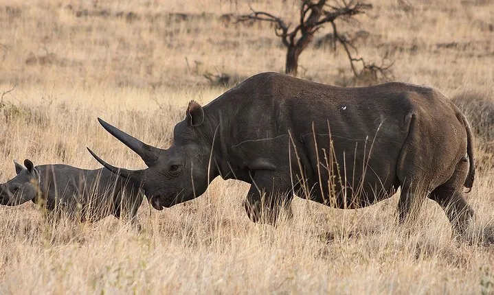 4 Day: Taste of Wildlife