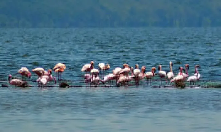 Day Tour To Lake Nakuru Park With Optional Boat Ride on Lake Naivasha 