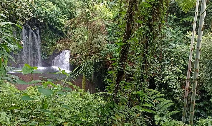 Jungle Trekking With Jatiluwih Unesco Heritage Site in Tabanan