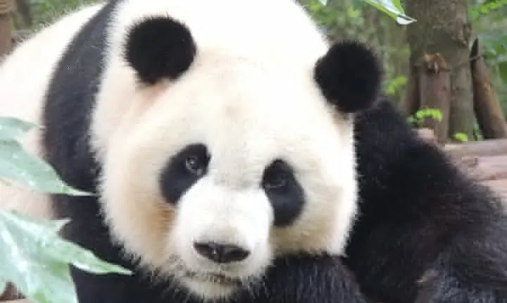 Chengdu Panda Base Day Trip from Beijing by Air plus Martial Marquis Temple