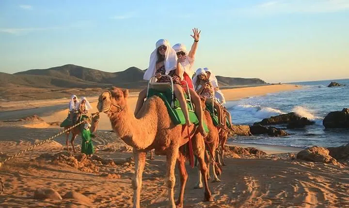 Camel Ride On The Beach at Los Cabos
