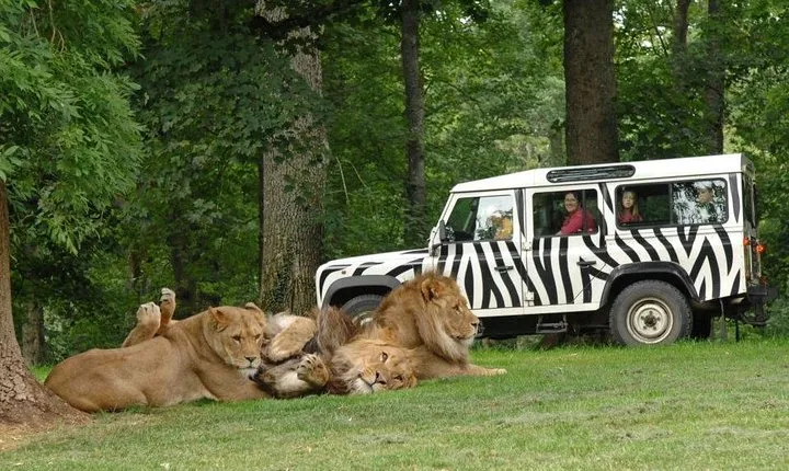 Private Return Transfer Thoiry Zoo Safari from Paris