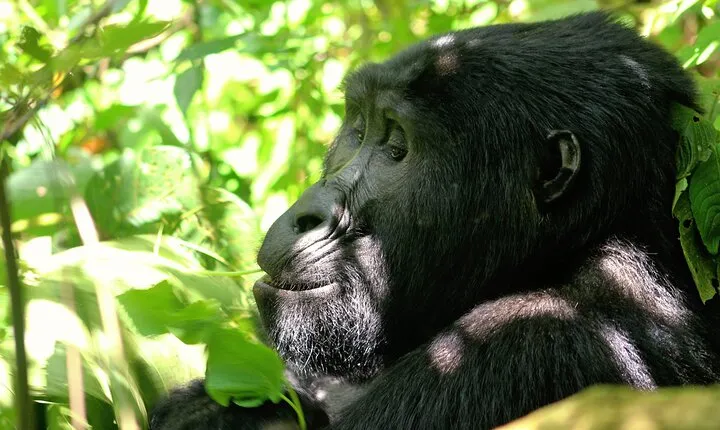 Bwindi Gorilla Safari - 3 Days