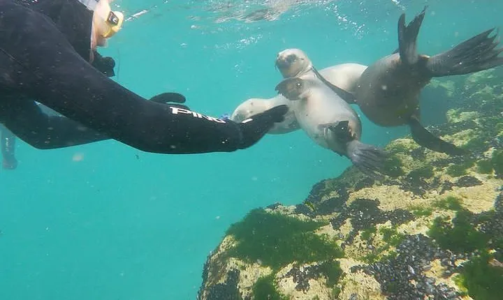 Snorkeling with Sea Lions